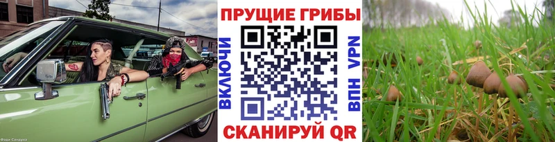 дарк нет как зайти  Балахна  Псилоцибиновые грибы MAGIC MUSHROOMS  где найти наркотики  OMG ссылки 